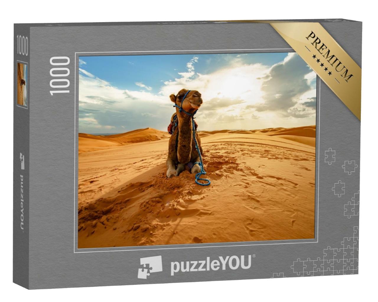Puzzle de 1000 pièces « Chameau au repos dans le Sahara, Maroc »