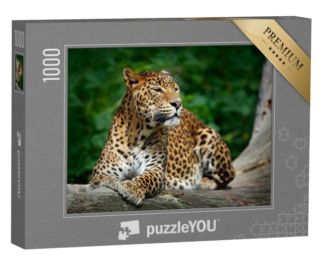 Puzzle de 1000 pièces « Léopard dans le parc national de Yala, Sri Lanka »