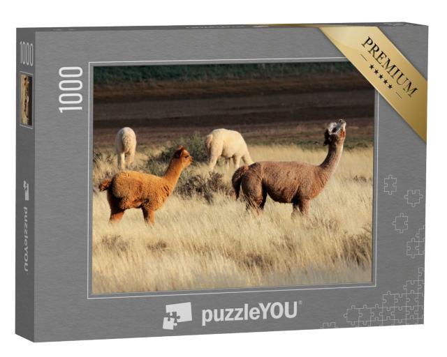 Puzzle de 1000 pièces « Les alpagas (Vicugna pacos) sont une espèce domestiquée de chameau d'Amérique du Sud. »