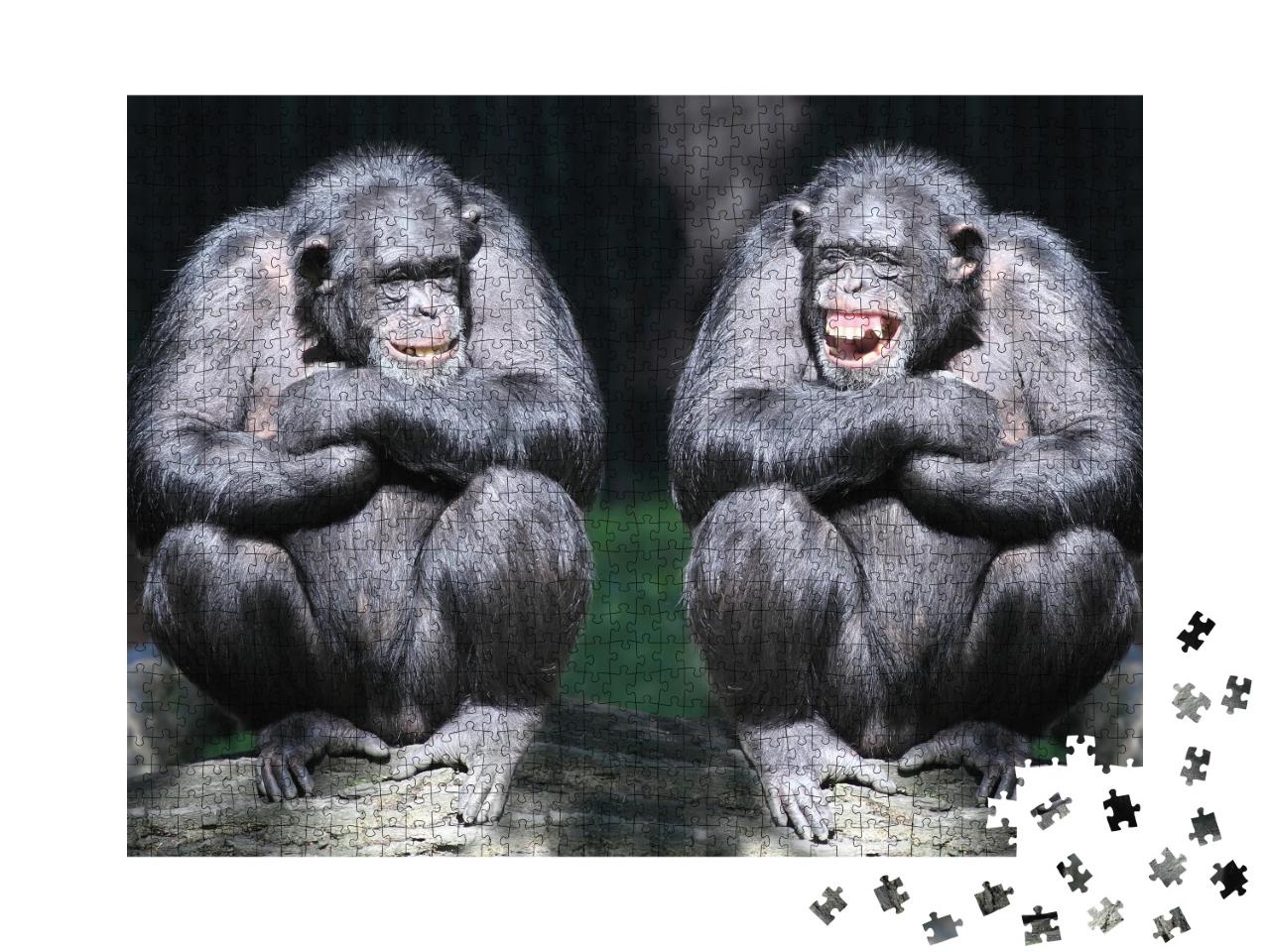 Puzzle de 1000 pièces « Deux chimpanzés en gros plan »