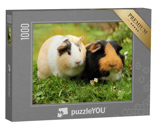 Puzzle de 1000 pièces « Deux adorables cochons d'Inde »