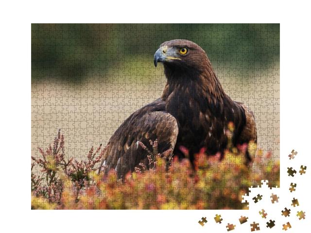 Puzzle de 1000 pièces « Un aigle royal regarde autour de lui »
