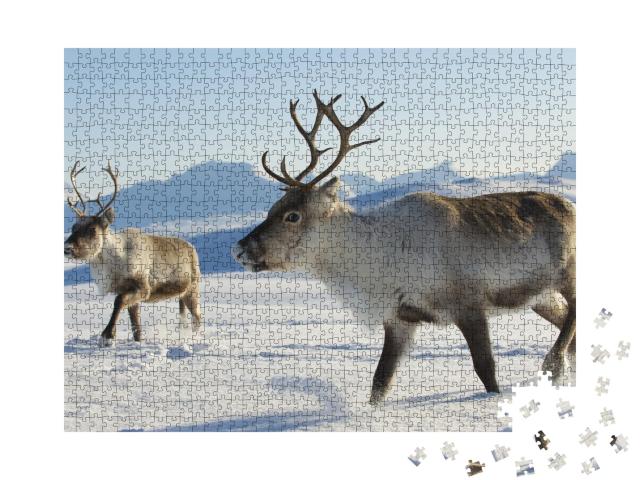 Puzzle de 1000 pièces « Les rennes dans le nord de la Norvège »