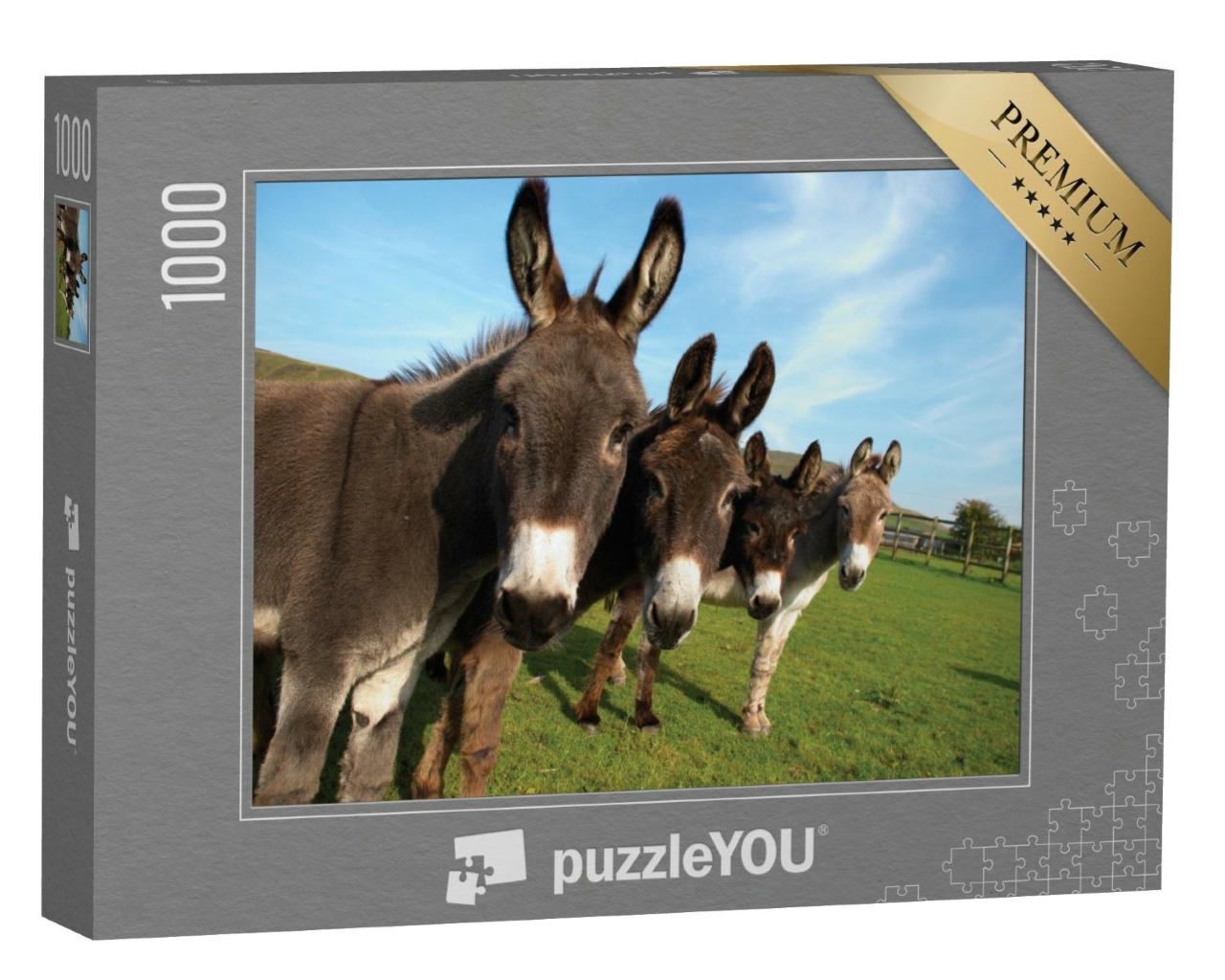 Puzzle de 1000 pièces « Groupe d'ânes dans un champ »