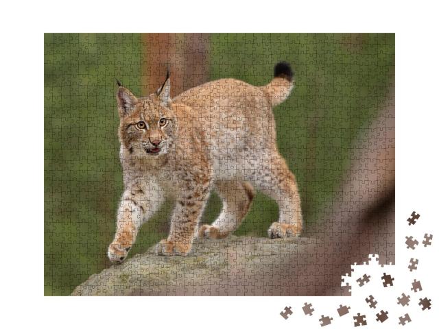 Puzzle de 1000 pièces « Lynx d'Eurasie dans son environnement naturel, République tchèque »