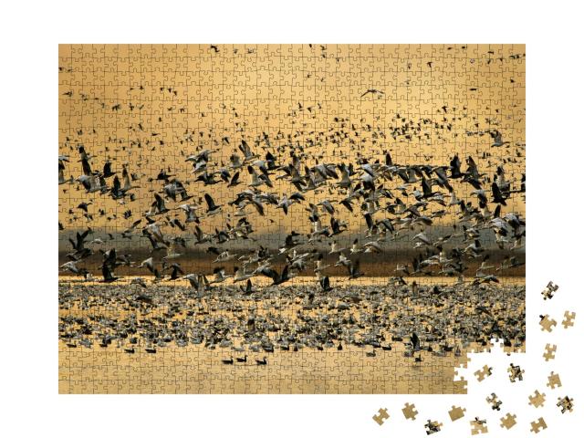 Puzzle de 1000 pièces « Oies des neiges au Loess Bluffs National Wildlife Refuge, Missouri, USA »