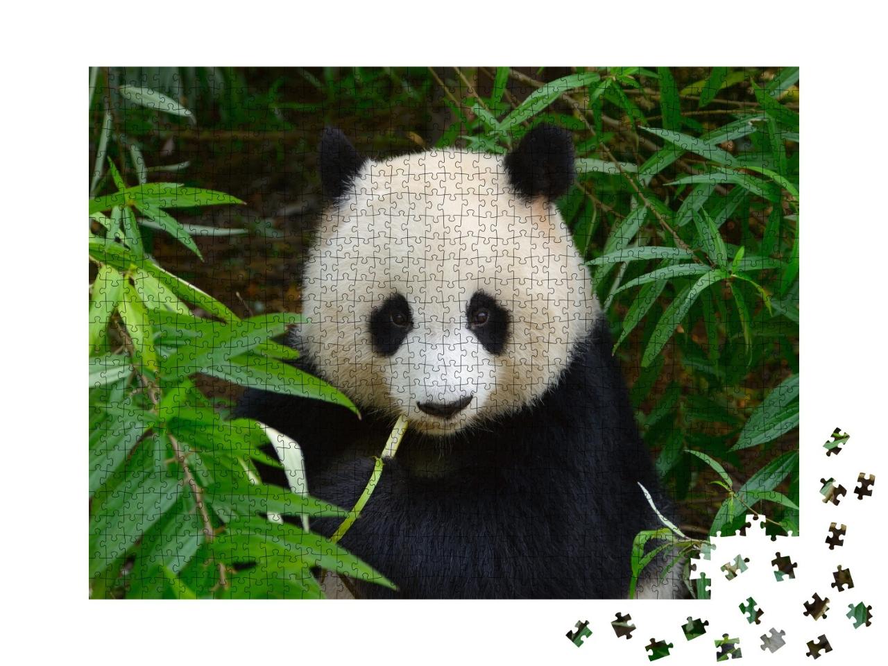 Puzzle de 1000 pièces « Panda géant dans les bambous, Chengdu, Chine »