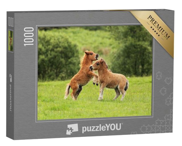 Puzzle de 1000 pièces « Deux poulains poneys Shetland en jeu »