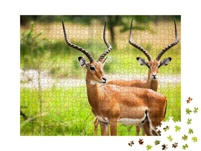 Puzzle de 1000 pièces « Les antilopes impala dans la nature en Ouganda »