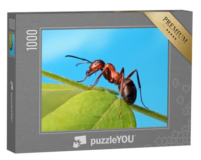 Puzzle de 1000 pièces « Une fourmi se détend dans l'herbe »