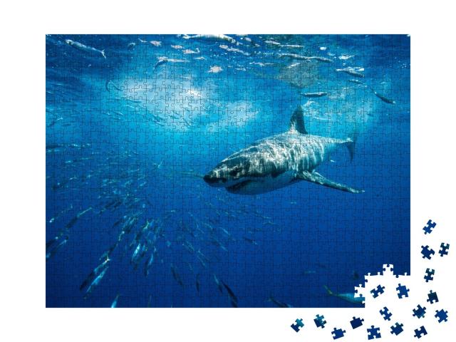 Puzzle de 1000 pièces « Majestueux grand requin blanc, île de Guadalupe, Mexique »