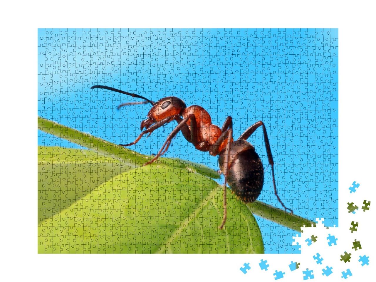Puzzle de 1000 pièces « Une fourmi se détend dans l'herbe »