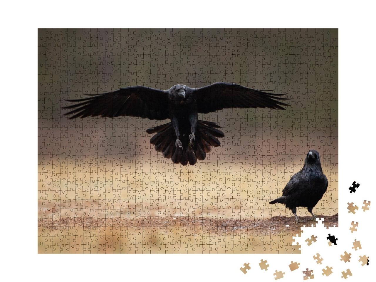 Puzzle de 1000 pièces « Grand Corbeau atterrissant avec les ailes grandes ouvertes »