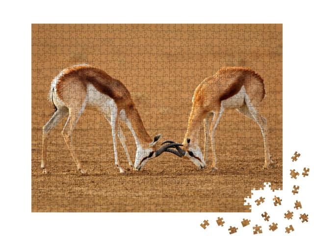 Puzzle de 1000 pièces « Deux antilopes springbok mâles se battent, Kalahari »