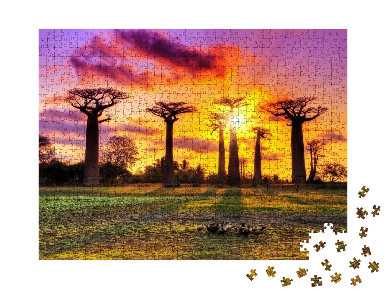 Puzzle de 1000 pièces « Baobabs, au coucher du soleil à Madagascar »
